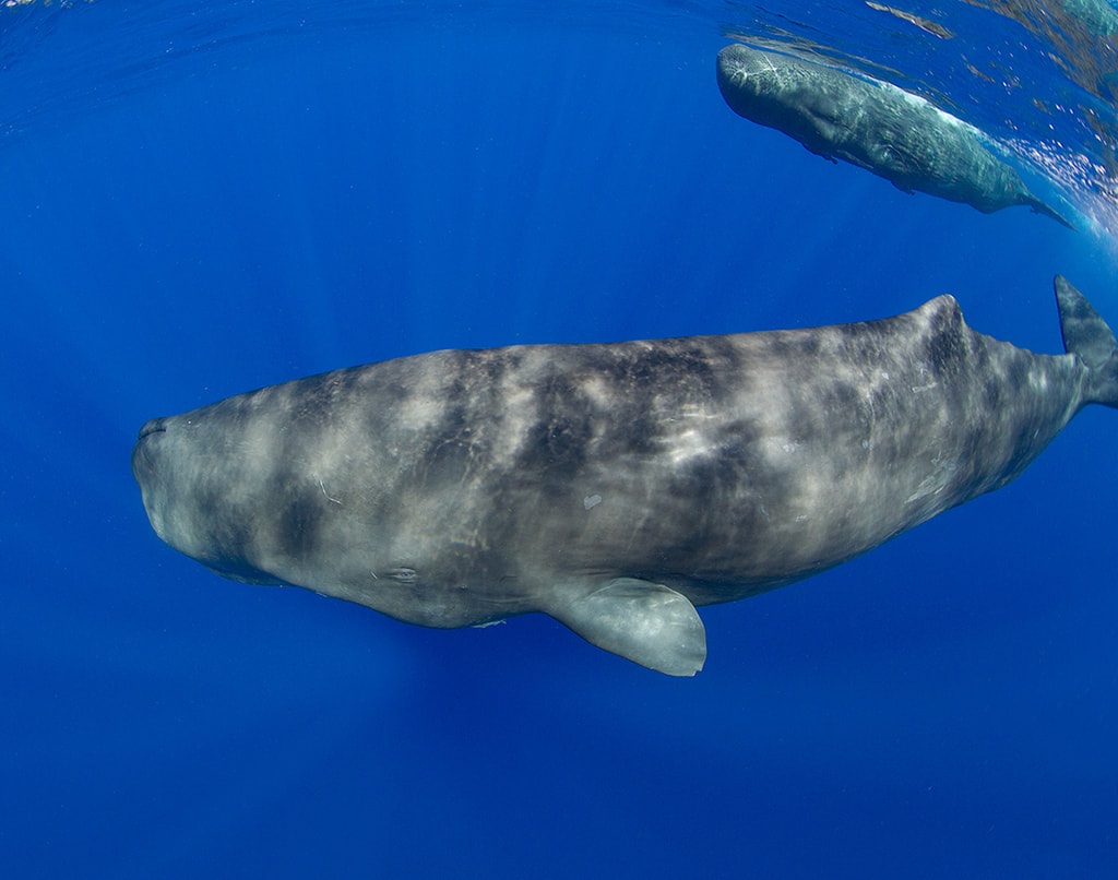 Dominica is one of the few places in the world where it is possible to swim with sperm whales. Dominica is one of the few places in the world where it is possible to swim with sperm whales.