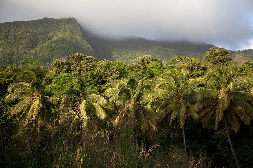 The lush rainforests and mountains of Dominica are crisscrossed with hiking trails. The lush rainforests and mountains of Dominica are crisscrossed with hiking trails.