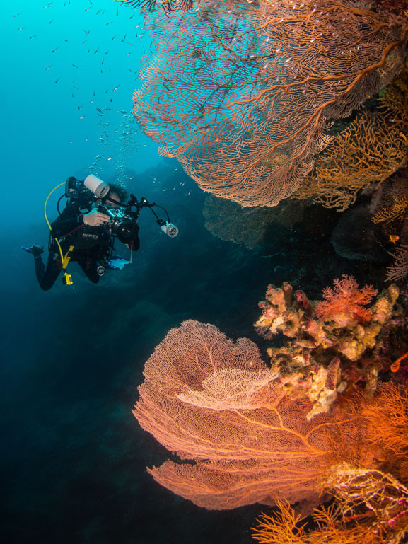 The 200 foot wall offers divers fun profiles filled with beauty. The 200 foot wall offers divers fun profiles filled with beauty.