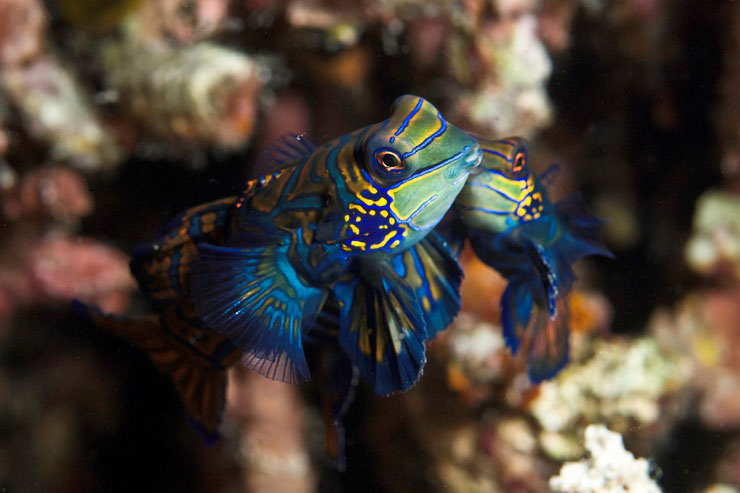 A vibrant Mandarin fish hanging out on the Magic Island House Reef. Photo Credit: JP Bresser. A vibrant Mandarin fish hanging out on the Magic Island House Reef. Photo Credit: JP Bresser.
