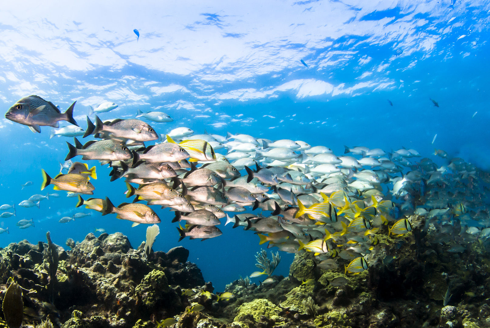 School of beautiful reef fish swimming over a coral reef in Aruba