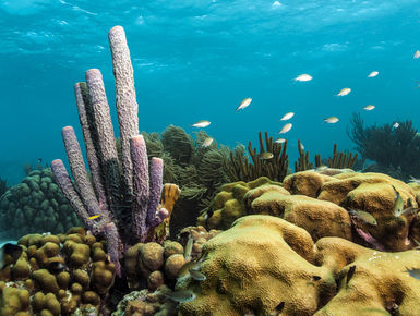 Purple tube sponges on a reef in Aruba