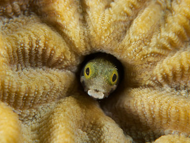 Cute little blenny peering from his home in the coral on Aruba's reefs 