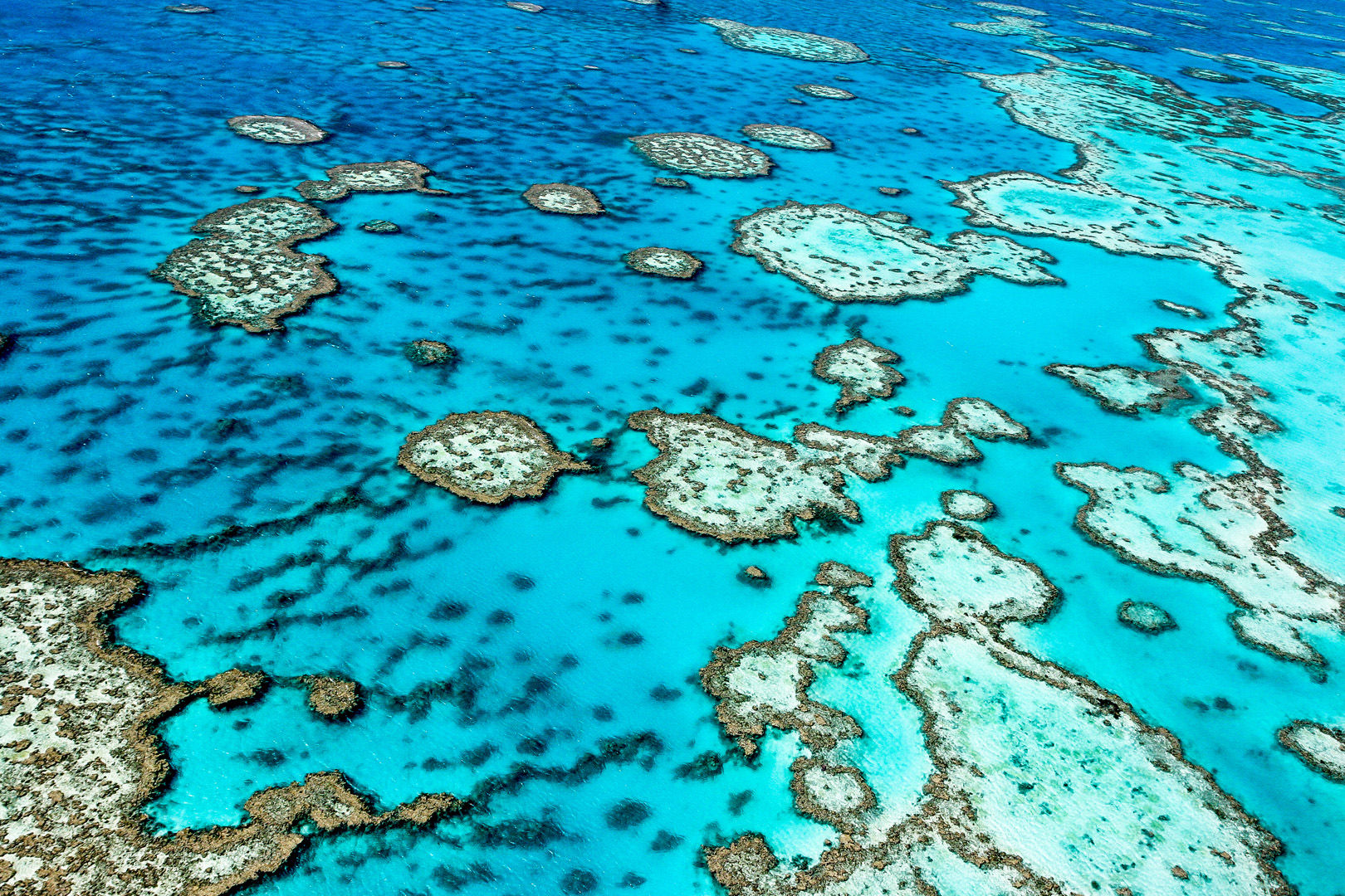 Some 1,200 miles in length and encompassing more than 13,000 square miles of ocean, the Great Barrier Reef Marine Park harbors an astounding variety of marine life, including more than 1,600 species of fish