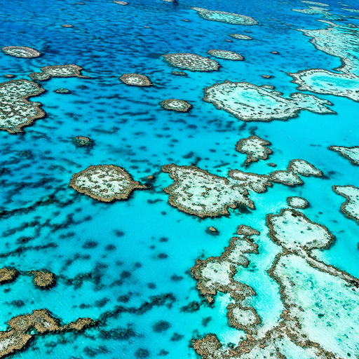 Some 1,200 miles in length and encompassing more than 13,000 square miles of ocean, the Great Barrier Reef Marine Park harbors an astounding variety of marine life, including more than 1,600 species of fish