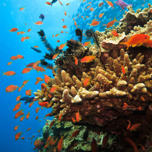 Australia's Great Barrier Reef is one of the seven wonders of the natural world, and a destination that has it all from the tiniest and most exotic marine creature to the largest fish in the sea