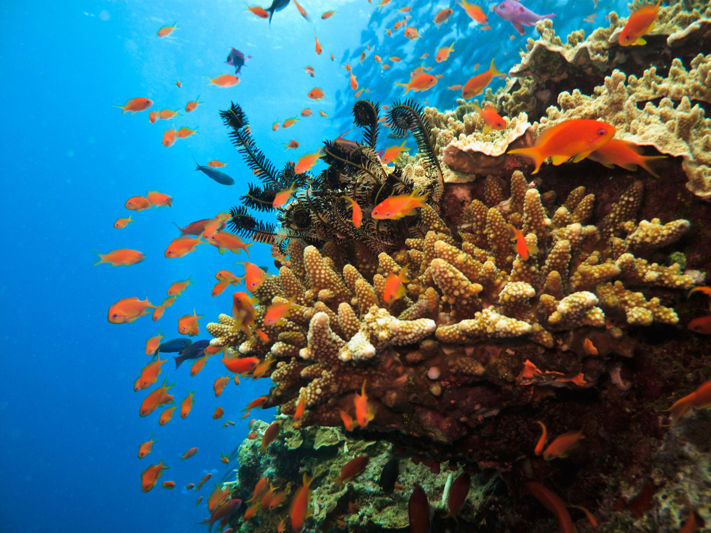 Australia's Great Barrier Reef is one of the seven wonders of the natural world, and a destination that has it all from the tiniest and most exotic marine creature to the largest fish in the sea