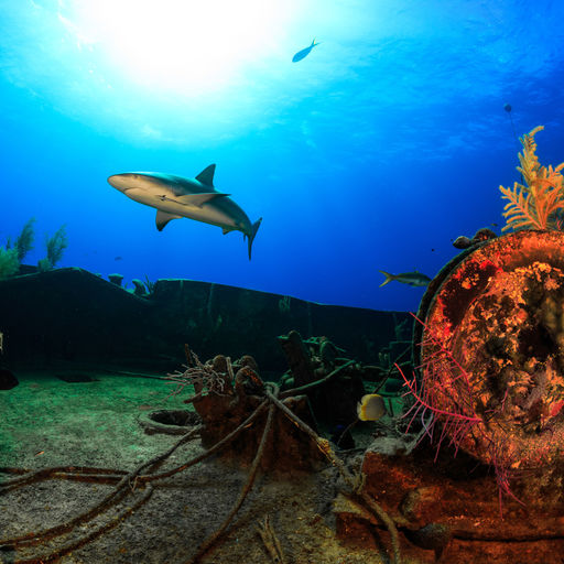 Reef shark swims over a ship wreck in the Bahamas