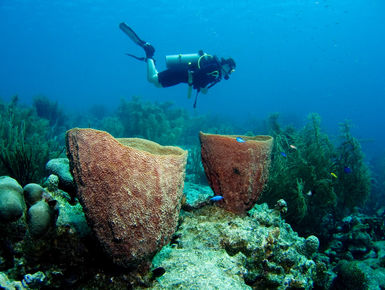 A scuba diver exploring a coral reef in the Bahamas