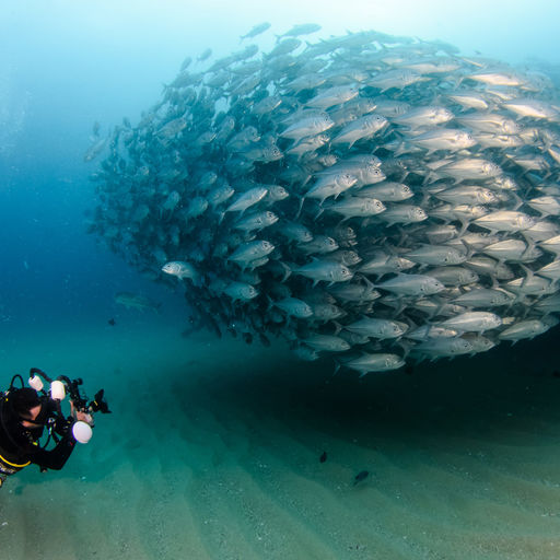 Straddling the rich waters of the Sea of Cortez, the Baja Peninsula is the launching point for some of the most electrifying where divers may be immersed in large flashing shoals of fish
