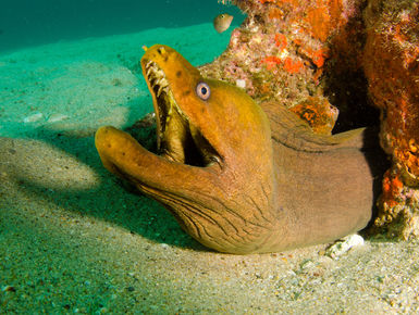 The rich waters of the Sea of Cortez will provide divers with a dazzling variety marine life like this large moray eel