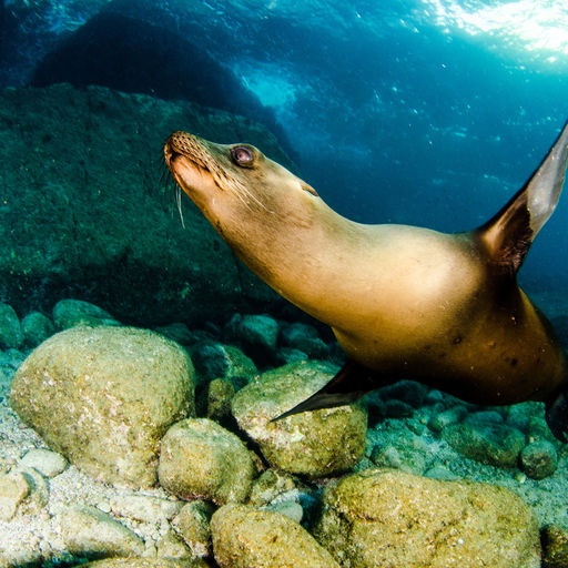 Straddling the rich waters of the Sea of Cortez, the Baja Peninsula is the launching point for big animal encounters like the sea lion
