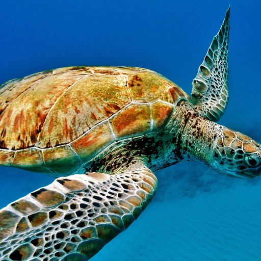 Green sea turtles are often encountered on the reefs in Barbados