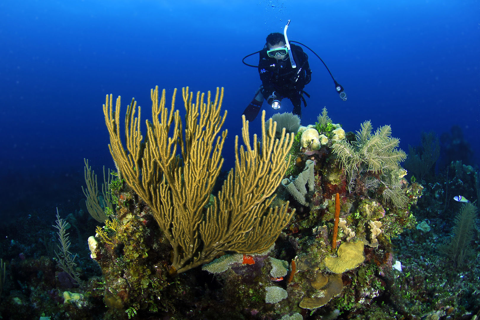 With more than 180 miles of barrier reef, hundreds of square miles of shallow reefs and three offshore atolls, Belize has ample diving variety