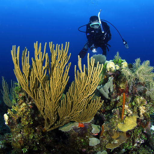 With more than 180 miles of barrier reef, hundreds of square miles of shallow reefs and three offshore atolls, Belize has ample diving variety