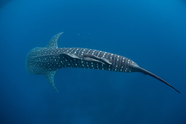 Encounters with whale sharks are among the top of the list to many avid snorkelers and scuba divers
