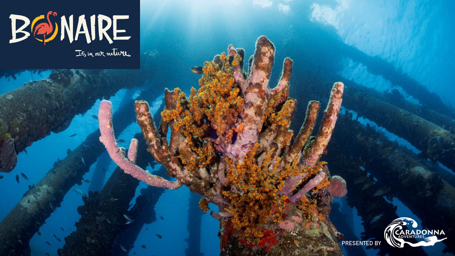 Diver exploring a reef full of life in Bonaire