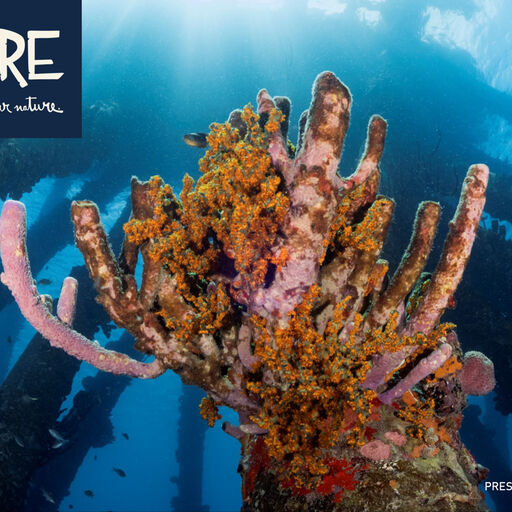 Diver exploring a reef full of life in Bonaire