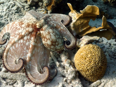Octopus like this are a common sight on the reefs in Bonaire