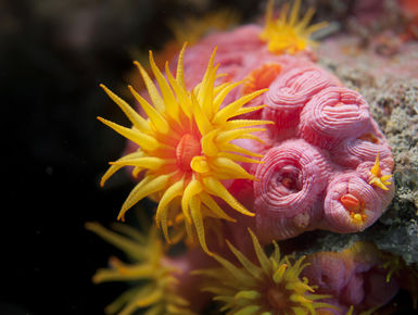 Orange cup corals are a common sight on the reefs in Bonaire