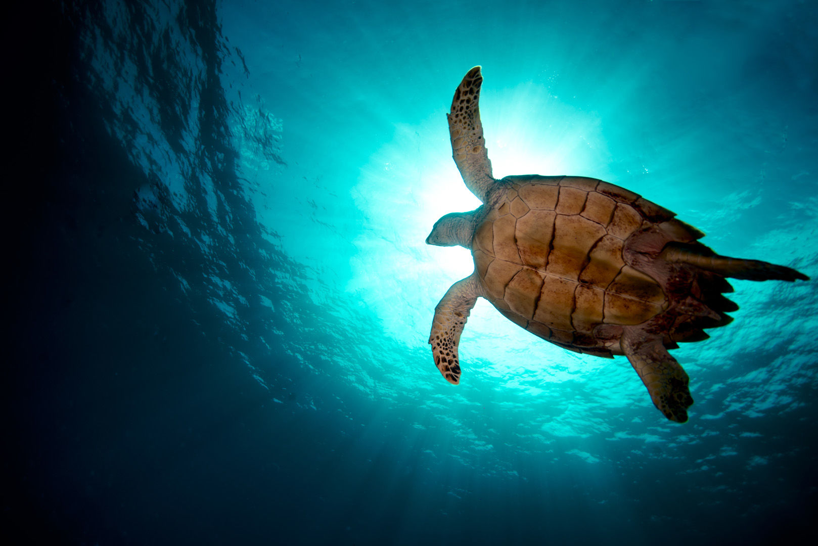 Sea turtles are a common sight in the waters around BVI Sea turtles are a common sight in the waters around BVI