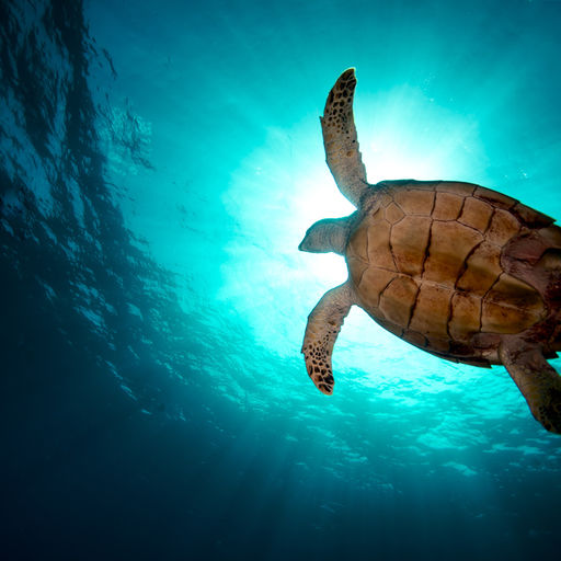 Sea turtles are a common sight in the waters around BVI
