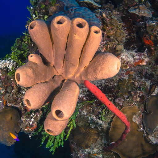 A cluster of brown tube sponges adorns the reef side of one of the Cayman Islands many wall dives
