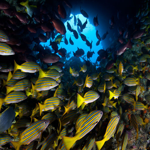 The emerald waters of Costa Rica's Gulf of Papagayo is a fish watcher's delight where anything is possible from funnel clouds of jacks and snapper to flights of mantas and mobula rays