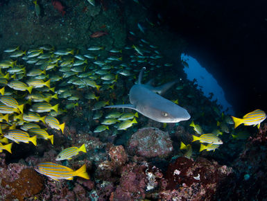 The emerald waters of Costa Rica's Gulf of Papagayo is a fish watcher's delight where anything is possible from funnel clouds of jacks and snapper to flights of mantas and mobula rays