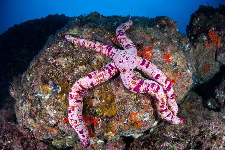 The emerald waters of Costa Rica's Gulf of Papagayo is a fish watcher's delight where anything is possible from funnel clouds of jacks and snapper to flights of mantas and mobula rays