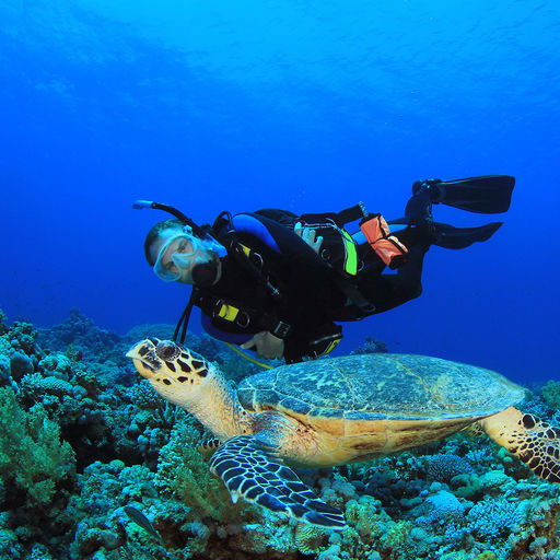 The Cozumel’s reputation for healthy reefs with healthy fish populations and excellent underwater clarity is well deserved as these waters are home to more than 100 types of coral and 260-plus species of fish