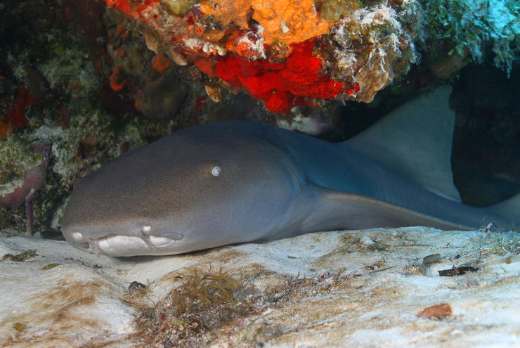 The Cozumel’s reputation for healthy reefs with healthy fish populations and excellent underwater clarity is well deserved as these waters are home to more than 100 types of coral and 260-plus species of fish