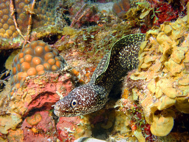 Spotted moray eel slithers through the coral in Curacao