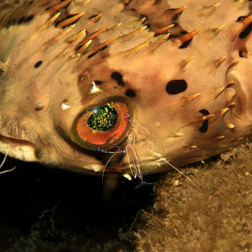 Burr fish in Dominica