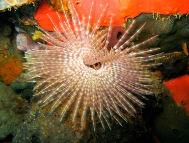 Featherduster worm in Dominica