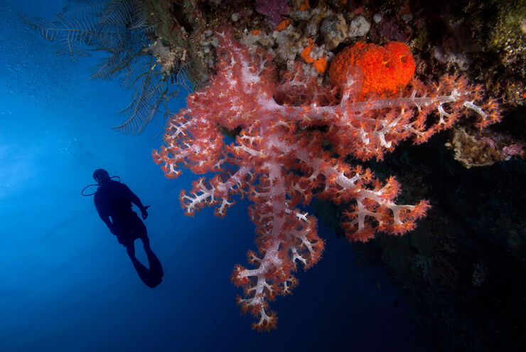 Below the surface, Fiji’s vibrant reefs are resplendent with life, home to more than 1,500 species of fish and more than 400 types of coral, populating sun-dappled shallow reefs, precipitous walls, fish-laden pinnacles, and shadowed grottoes