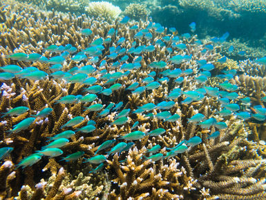 Fiji’s vibrant reefs are resplendent with life, home to more than 1,500 species of fish and more than 400 types of coral, populating sun-dappled shallow reefs, precipitous walls, fish-laden pinnacles, and shadowed grottoes