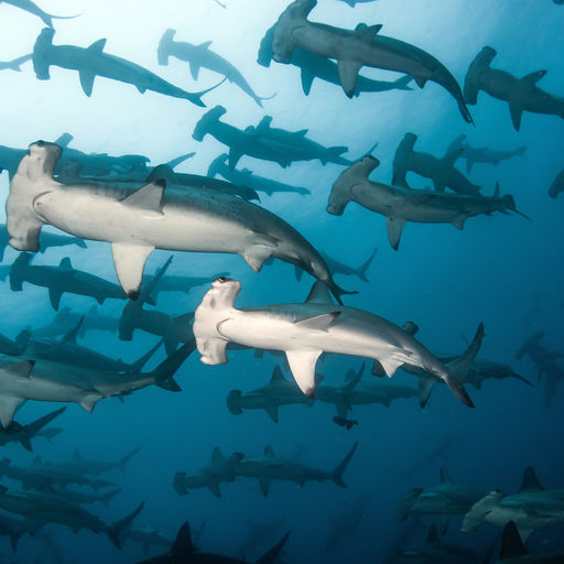 The nutrient-waters surrounding the Galapagos Islands attract everything from giant whale sharks to large schools of hammerhead sharks
