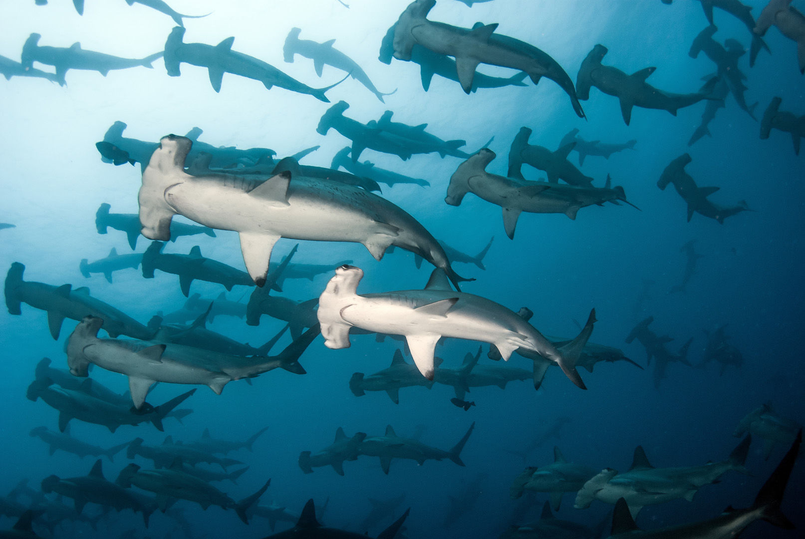 The nutrient-waters surrounding the Galapagos Islands attract everything from giant whale sharks to large schools of hammerhead sharks