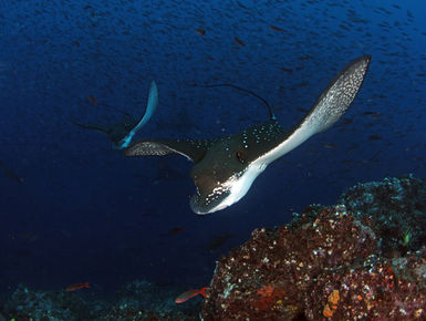 The waters surrounding the Galapagos Islands serve as home to attractions ranging from giant whale sharks and large schools of hammerhead sharks to majestic eagle rays