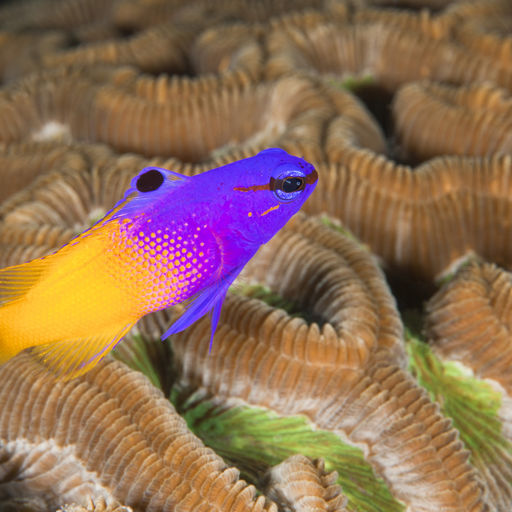 The striking purple and yellow coloration of this fairy basslet are among the many interesting residents you will see on the reefs in Guadeloupe
