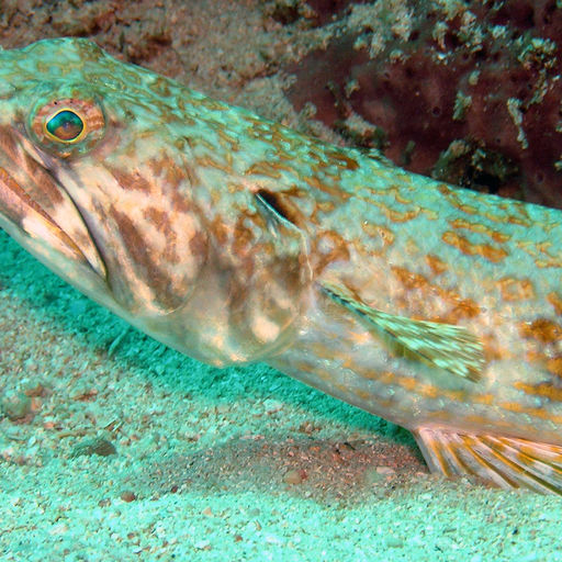 Lizard fish are among the many interesting residents you will see on the reefs in Guadeloupe