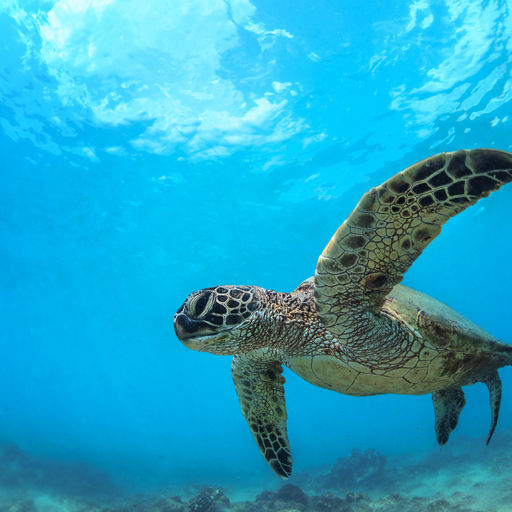 Hawaii is America’s own Pacific paradise where divers have ample opportunities to see many favorites such as manta rays and spinner dolphins to friendly sea turtles at sites close to shore