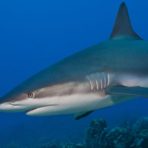 The Bay Islands of Honduras—Roatan, Utila & Guanaja— serve up a quintessential mix of Caribbean dive experiences with near shore shallows to plunging drop-offs and wrecks where divers can spend hours searching for cryptic marine life