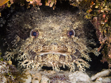 The Bay Islands of Honduras—Roatan, Utila & Guanaja— serve up a quintessential mix of Caribbean dive experiences with near shore shallows to plunging drop-offs and wrecks where divers can spend hours searching for cryptic marine life