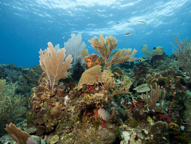 The Bay Islands of Honduras—Roatan, Utila & Guanaja— serve up a quintessential mix of Caribbean dive experiences with near shore shallows to plunging drop-offs and wrecks where divers can spend hours searching for cryptic marine life