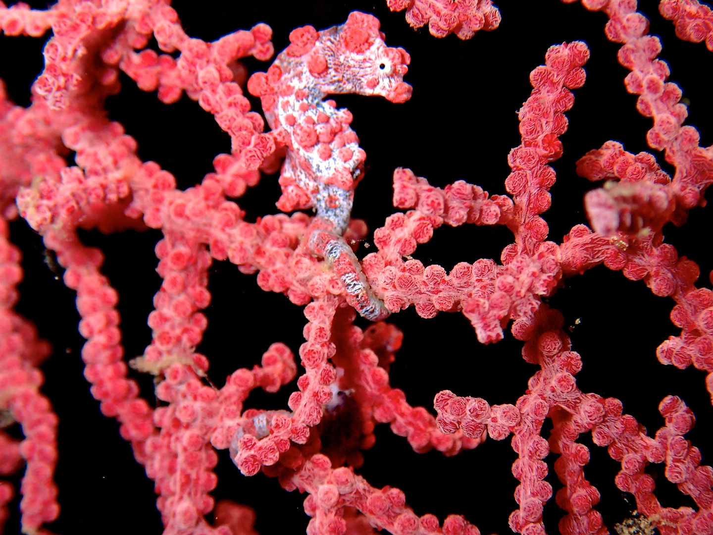 The waters of Indonesia are at the epicenter of marine biodiversity with more than 2,000 species such as this pigmy seahorse The waters of Indonesia are at the epicenter of marine biodiversity with more than 2,000 species such as this pigmy seahorse