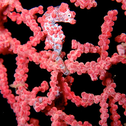 The waters of Indonesia are at the epicenter of marine biodiversity with more than 2,000 species such as this pigmy seahorse