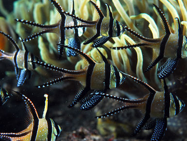 The waters of Indonesia are at the epicenter of marine biodiversity with more than 2,000 species such as this school of Banggai cardinalfish