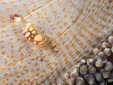 The waters of Indonesia are at the epicenter of marine biodiversity with thousand upon thousands of enigmatic marine invertebrates like this shrimp